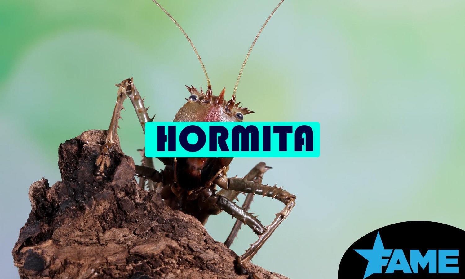 Hormita